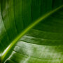 Blad van de Paradijsvogelplant